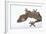 Madagascar Leaf-Tail Gecko-DLILLC-Framed Photographic Print