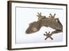 Madagascar Leaf-Tail Gecko-DLILLC-Framed Photographic Print