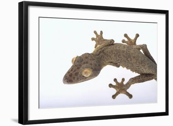 Madagascar Leaf-Tail Gecko-DLILLC-Framed Photographic Print