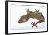 Madagascar Leaf-Tail Gecko-DLILLC-Framed Photographic Print