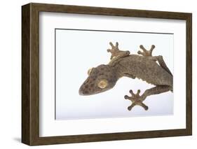 Madagascar Leaf-Tail Gecko-DLILLC-Framed Photographic Print