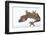 Madagascar Leaf-Tail Gecko-DLILLC-Framed Photographic Print