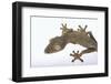 Madagascar Leaf-Tail Gecko-DLILLC-Framed Photographic Print