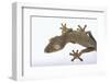 Madagascar Leaf-Tail Gecko-DLILLC-Framed Photographic Print