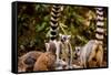 Madagascar Lemurs, Johannesburg, South Africa, Africa-Laura Grier-Framed Stretched Canvas