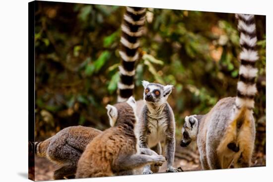 Madagascar Lemurs, Johannesburg, South Africa, Africa-Laura Grier-Stretched Canvas