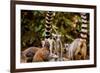 Madagascar Lemurs, Johannesburg, South Africa, Africa-Laura Grier-Framed Photographic Print