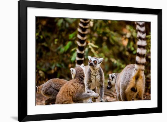 Madagascar Lemurs, Johannesburg, South Africa, Africa-Laura Grier-Framed Photographic Print