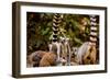 Madagascar Lemurs, Johannesburg, South Africa, Africa-Laura Grier-Framed Photographic Print