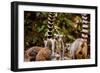 Madagascar Lemurs, Johannesburg, South Africa, Africa-Laura Grier-Framed Photographic Print