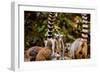 Madagascar Lemurs, Johannesburg, South Africa, Africa-Laura Grier-Framed Photographic Print