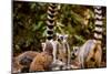 Madagascar Lemurs, Johannesburg, South Africa, Africa-Laura Grier-Mounted Photographic Print