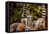 Madagascar Lemurs, Johannesburg, South Africa, Africa-Laura Grier-Framed Stretched Canvas