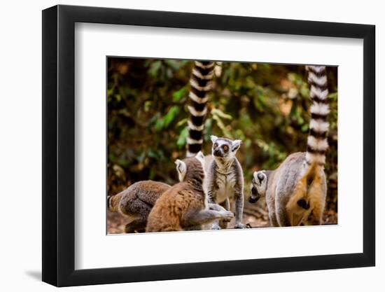 Madagascar Lemurs, Johannesburg, South Africa, Africa-Laura Grier-Framed Photographic Print