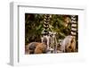 Madagascar Lemurs, Johannesburg, South Africa, Africa-Laura Grier-Framed Photographic Print