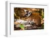 Madagascar Lemurs, Johannesburg, South Africa, Africa-Laura Grier-Framed Photographic Print