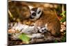Madagascar Lemurs, Johannesburg, South Africa, Africa-Laura Grier-Mounted Photographic Print