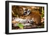 Madagascar Lemurs, Johannesburg, South Africa, Africa-Laura Grier-Framed Photographic Print