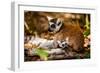 Madagascar Lemurs, Johannesburg, South Africa, Africa-Laura Grier-Framed Photographic Print