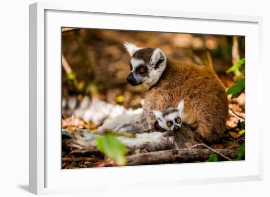 Madagascar Lemurs, Johannesburg, South Africa, Africa-Laura Grier-Framed Photographic Print