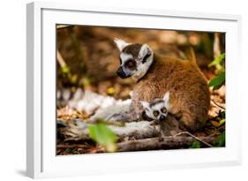 Madagascar Lemurs, Johannesburg, South Africa, Africa-Laura Grier-Framed Photographic Print