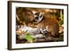 Madagascar Lemurs, Johannesburg, South Africa, Africa-Laura Grier-Framed Photographic Print