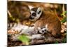 Madagascar Lemurs, Johannesburg, South Africa, Africa-Laura Grier-Mounted Photographic Print