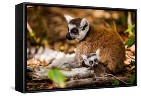 Madagascar Lemurs, Johannesburg, South Africa, Africa-Laura Grier-Framed Stretched Canvas