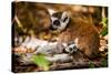 Madagascar Lemurs, Johannesburg, South Africa, Africa-Laura Grier-Stretched Canvas
