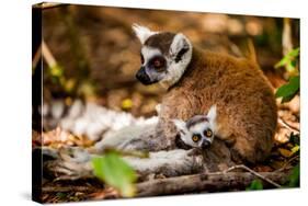 Madagascar Lemurs, Johannesburg, South Africa, Africa-Laura Grier-Stretched Canvas