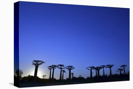 Madagascar, Morondava, Baobab Alley, Adansonia Grandidieri at Sunset-Anthony Asael-Stretched Canvas