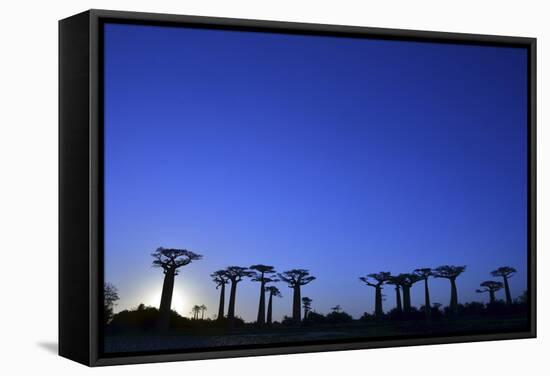 Madagascar, Morondava, Baobab Alley, Adansonia Grandidieri at Sunset-Anthony Asael-Framed Stretched Canvas