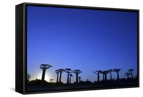 Madagascar, Morondava, Baobab Alley, Adansonia Grandidieri at Sunset-Anthony Asael-Framed Stretched Canvas