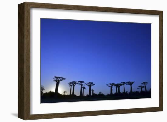 Madagascar, Morondava, Baobab Alley, Adansonia Grandidieri at Sunset-Anthony Asael-Framed Photographic Print