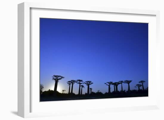 Madagascar, Morondava, Baobab Alley, Adansonia Grandidieri at Sunset-Anthony Asael-Framed Photographic Print