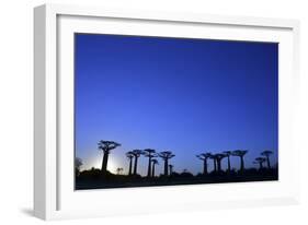 Madagascar, Morondava, Baobab Alley, Adansonia Grandidieri at Sunset-Anthony Asael-Framed Photographic Print