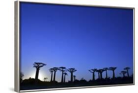 Madagascar, Morondava, Baobab Alley, Adansonia Grandidieri at Sunset-Anthony Asael-Framed Photographic Print