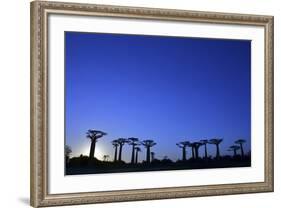 Madagascar, Morondava, Baobab Alley, Adansonia Grandidieri at Sunset-Anthony Asael-Framed Photographic Print