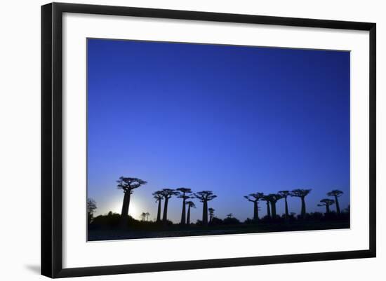 Madagascar, Morondava, Baobab Alley, Adansonia Grandidieri at Sunset-Anthony Asael-Framed Photographic Print