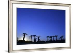 Madagascar, Morondava, Baobab Alley, Adansonia Grandidieri at Sunset-Anthony Asael-Framed Photographic Print