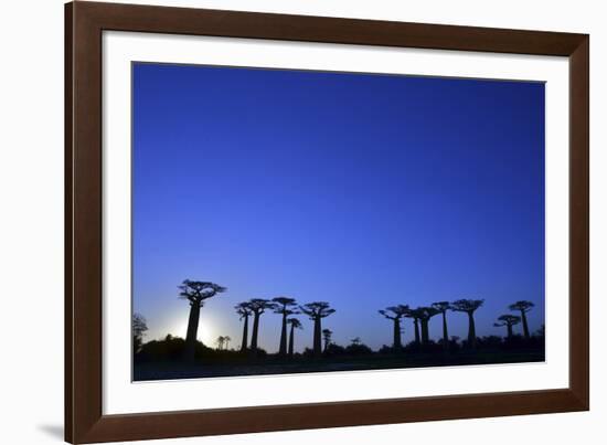 Madagascar, Morondava, Baobab Alley, Adansonia Grandidieri at Sunset-Anthony Asael-Framed Photographic Print