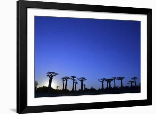 Madagascar, Morondava, Baobab Alley, Adansonia Grandidieri at Sunset-Anthony Asael-Framed Photographic Print