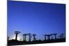 Madagascar, Morondava, Baobab Alley, Adansonia Grandidieri at Sunset-Anthony Asael-Mounted Photographic Print