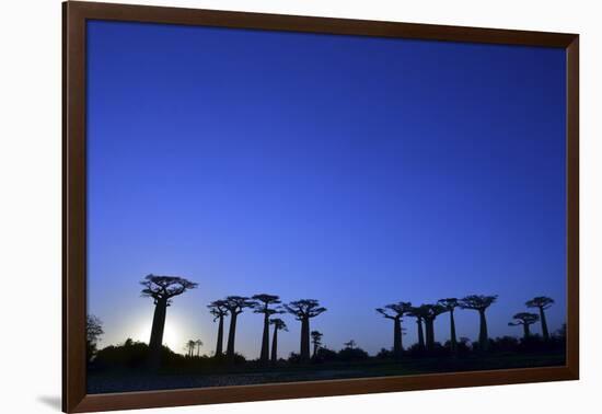 Madagascar, Morondava, Baobab Alley, Adansonia Grandidieri at Sunset-Anthony Asael-Framed Photographic Print