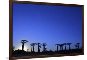 Madagascar, Morondava, Baobab Alley, Adansonia Grandidieri at Sunset-Anthony Asael-Framed Photographic Print