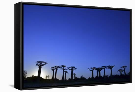 Madagascar, Morondava, Baobab Alley, Adansonia Grandidieri at Sunset-Anthony Asael-Framed Stretched Canvas