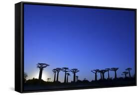 Madagascar, Morondava, Baobab Alley, Adansonia Grandidieri at Sunset-Anthony Asael-Framed Stretched Canvas