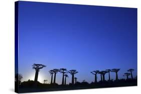 Madagascar, Morondava, Baobab Alley, Adansonia Grandidieri at Sunset-Anthony Asael-Stretched Canvas