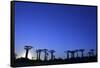 Madagascar, Morondava, Baobab Alley, Adansonia Grandidieri at Sunset-Anthony Asael-Framed Stretched Canvas