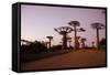 Madagascar, Morondava, Baobab Alley, Adansonia Grandidieri at Sunset-Anthony Asael-Framed Stretched Canvas